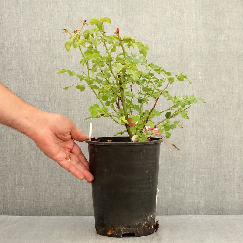 Spécimen de Rosier Décorosiers EMERA Pot de 4L/5L tel que livré en été