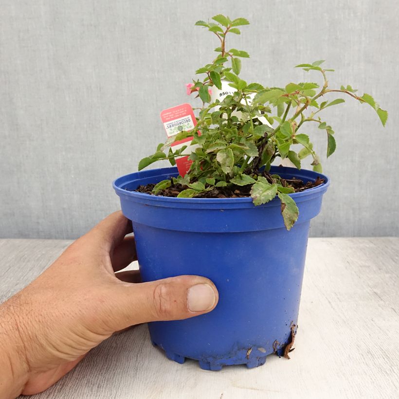 Spécimen de Rosier Décorosiers Isalia Pot de 2L/3L tel que livré en été