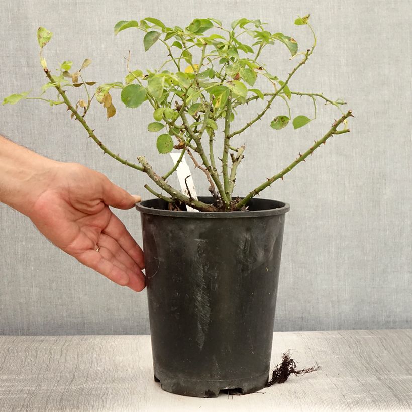 Spécimen de Rosier Décorosiers Kadora Pot de 4L/5L tel que livré en été