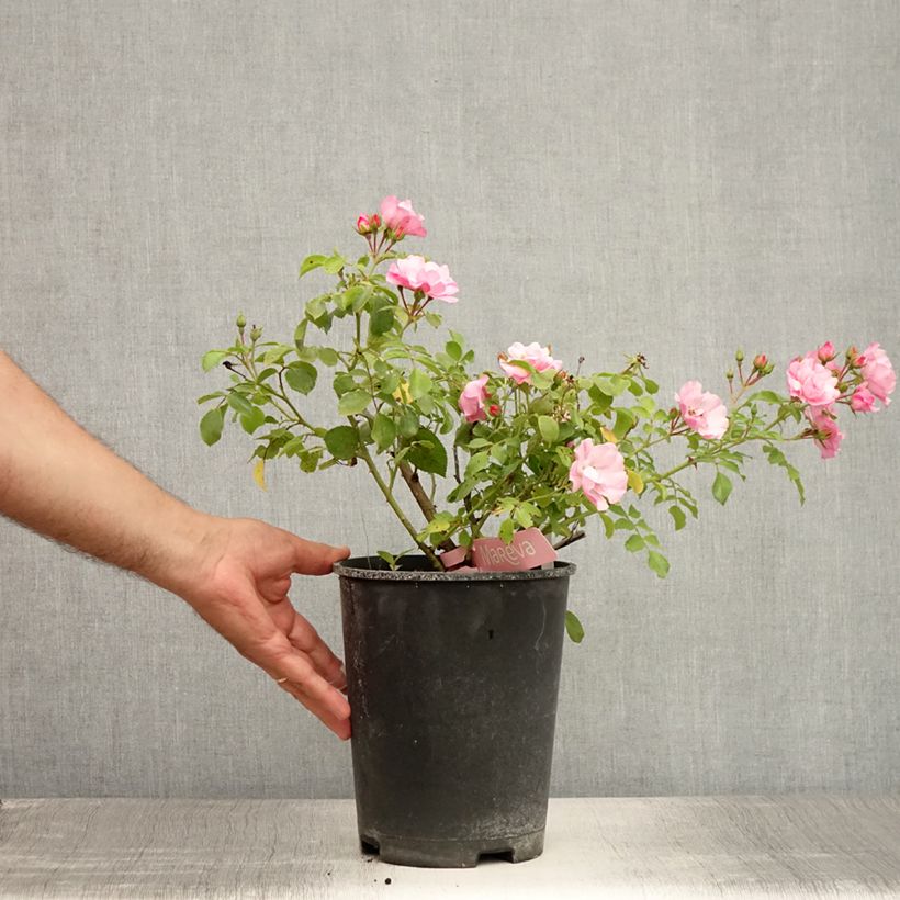 Spécimen de Rosier Décorosiers Mareva Pot de 4L/5L tel que livré en été