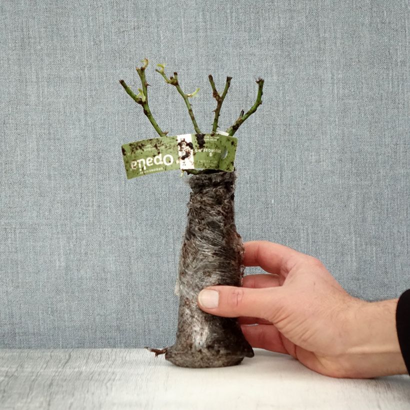 Spécimen de Rosier Décorosiers OPALIA en Motte tel que livré en hiver