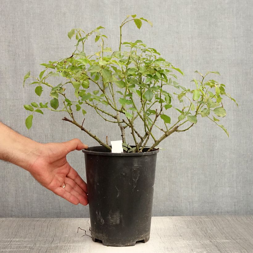 Spécimen de Rosier Décorosiers OPALIA Pot de 4L/5L tel que livré en été