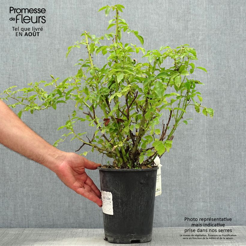 Spécimen de Rosier Décorosiers Opalia Grimpant Pot de 4L/5L tel que livré en été