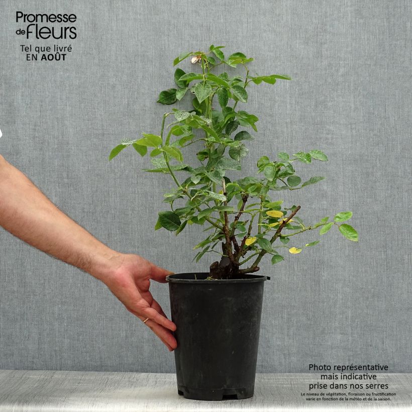 Spécimen de Rosier Décorosiers Pink Voluptia Pot de 4L/5L tel que livré en été