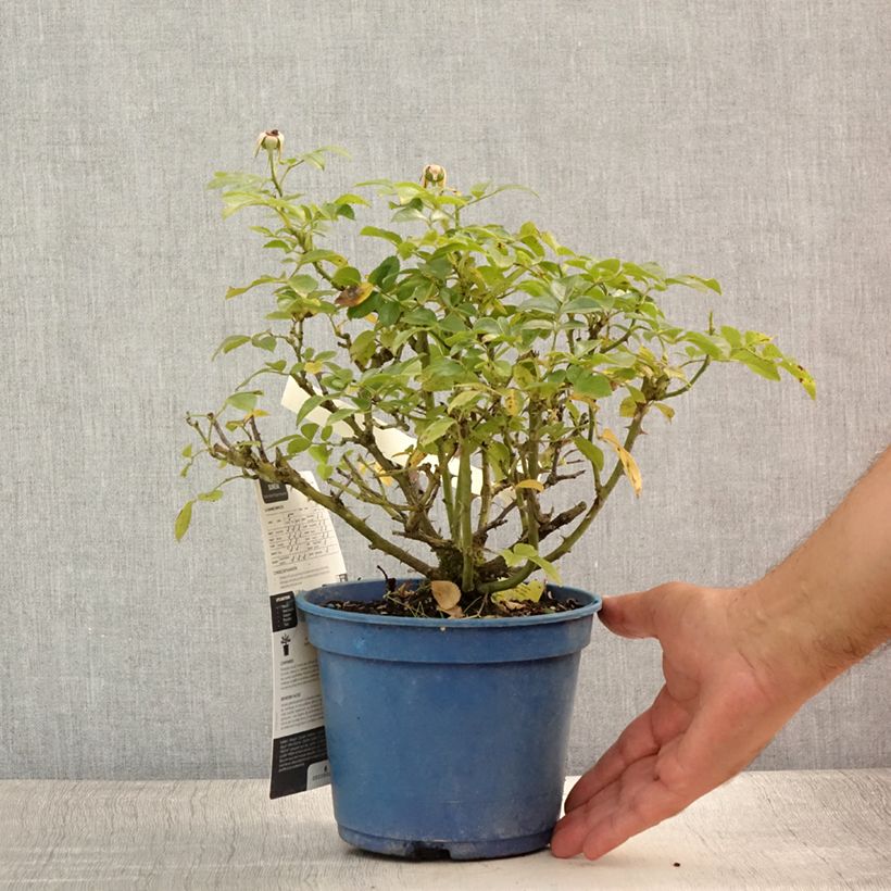 Spécimen de Rosier Décorosiers Suneva  Pot de 2L/3L tel que livré en été