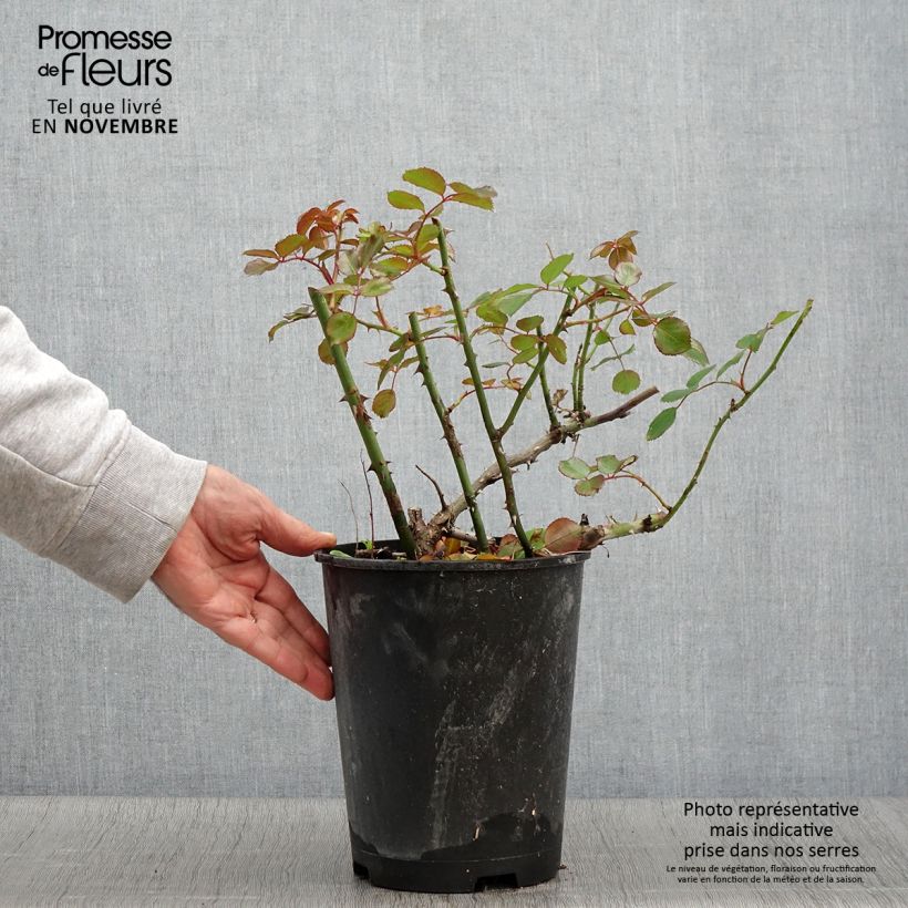Spécimen de Rosier Décorosiers Vesuvia Pot de 4L/5L tel que livré en automne