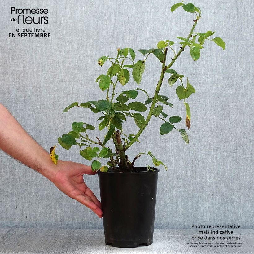 Spécimen de Rosier Décorosiers Vesuvia Pot de 4L/5L tel que livré en été