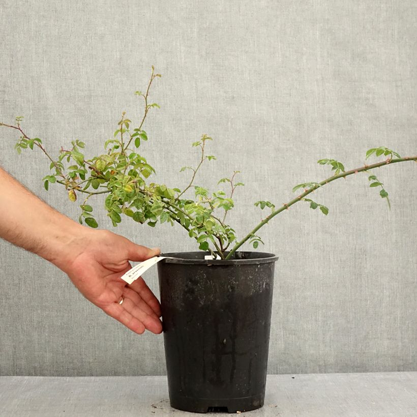 Spécimen de Rosier des champs - Rosa arvensis Pot de 2L/3L tel que livré en été