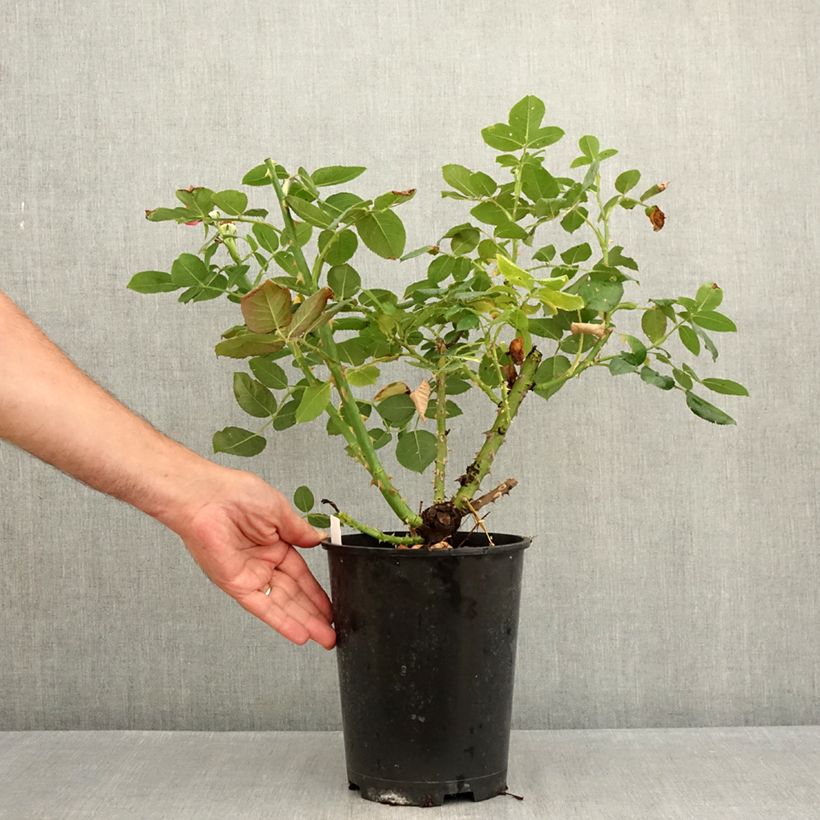 Spécimen de Rosier Dominica Intercomdoor - Buisson à grande fleurs Pot de 4L/5L tel que livré en été