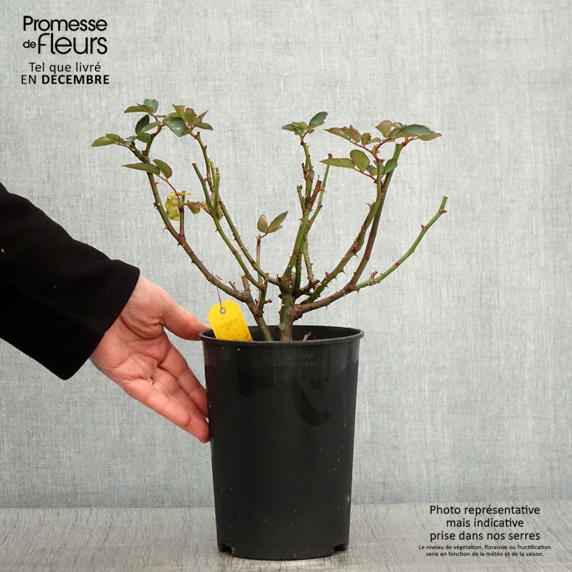 Spécimen de Rosier fleurs groupées Heidi Klum  Pot de 4L/5L tel que livré en automne