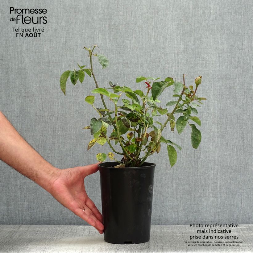 Spécimen de Rosier fleurs groupées Heidi Klum  Pot de 4L/5L tel que livré en été