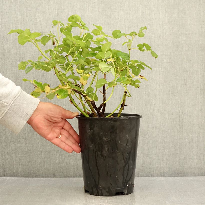 Spécimen de Rosier Generosa Agnès Schilliger Pot de 4L/5L tel que livré en été
