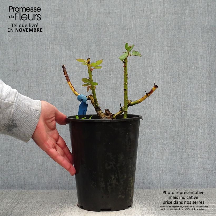 Spécimen de Rosier Générosa Bicentenaire de Guillot Pot de 4L/5L tel que livré en automne