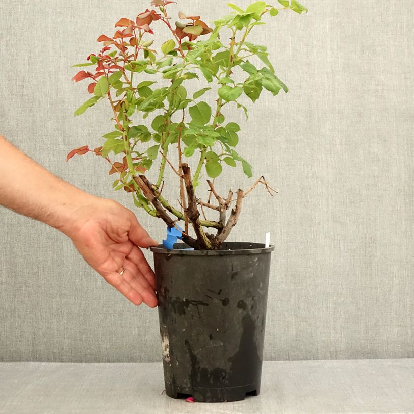 Spécimen de Rosier Generosa Elodie Gossuin Pot de 4L/5L tel que livré en été
