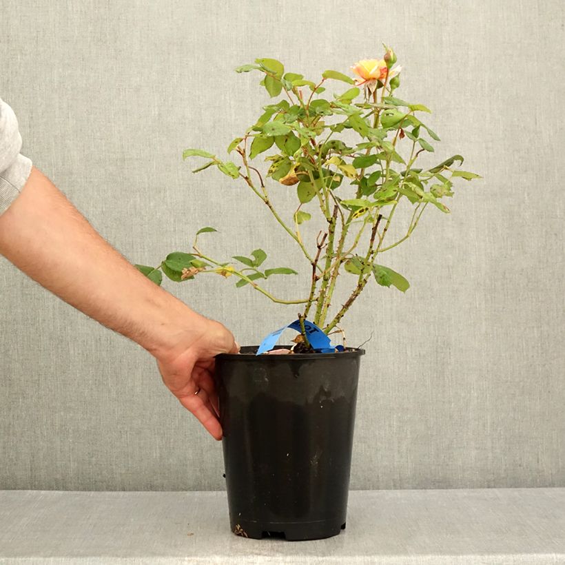 Spécimen de Rosier Generosa Fiona Gelin Pot de 4L/5L tel que livré en été