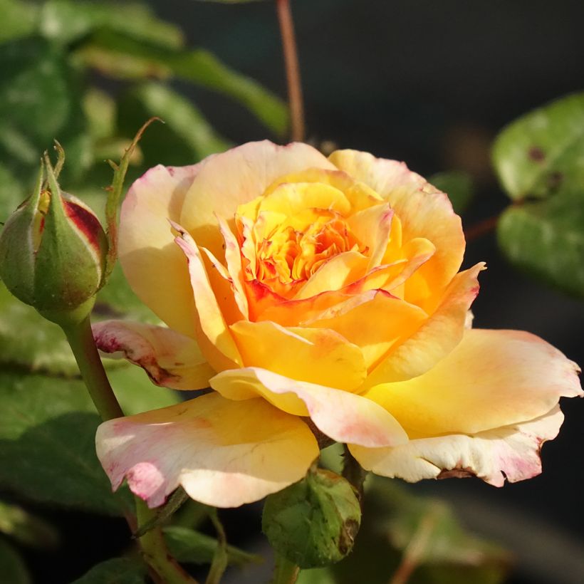 Rosier Generosa Fiona Gelin (Floraison)