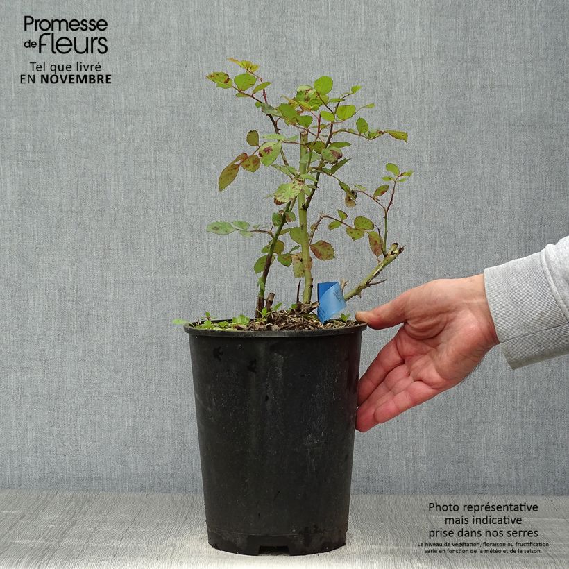 Spécimen de Rosier Generosa Institut Lumière Pot de 4L/5L tel que livré en automne