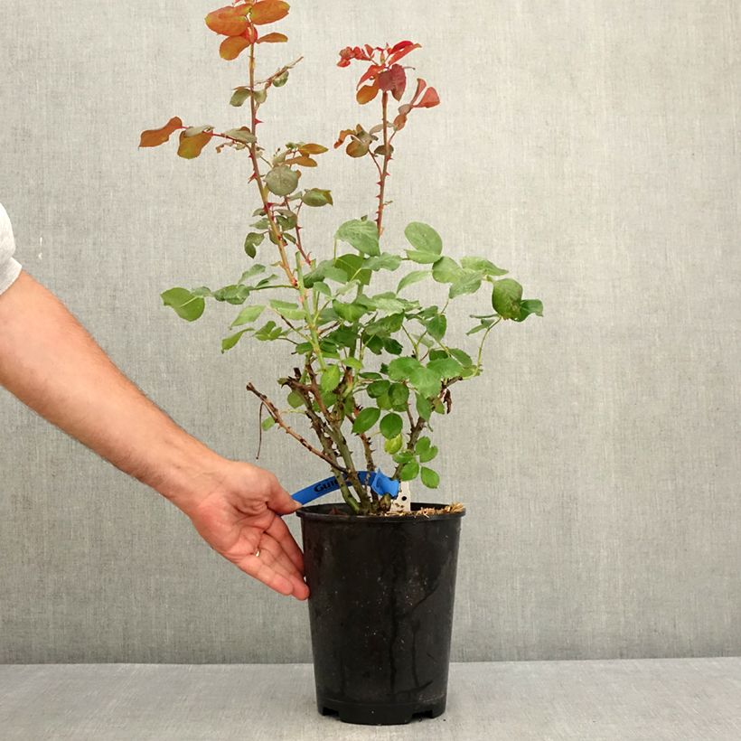 Spécimen de Rosier Generosa Laurent Cabrol Pot de 4L/5L tel que livré en été