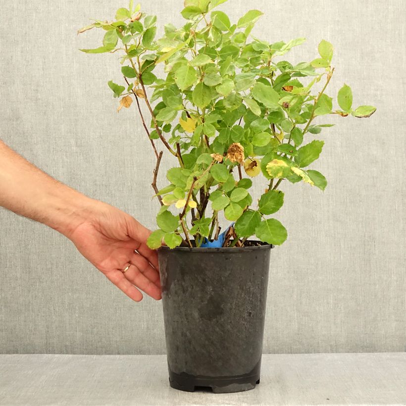 Spécimen de Rosier Generosa Laurent Voulzy Pot de 4L/5L tel que livré en été