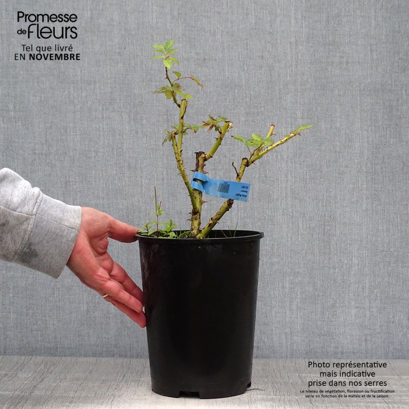 Spécimen de Rosier Generosa Nelson Monfort Pot de 4L/5L tel que livré en automne