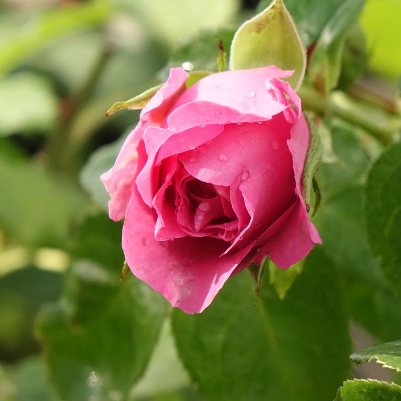 Rosier Generosa Paul Bocuse (Floraison)