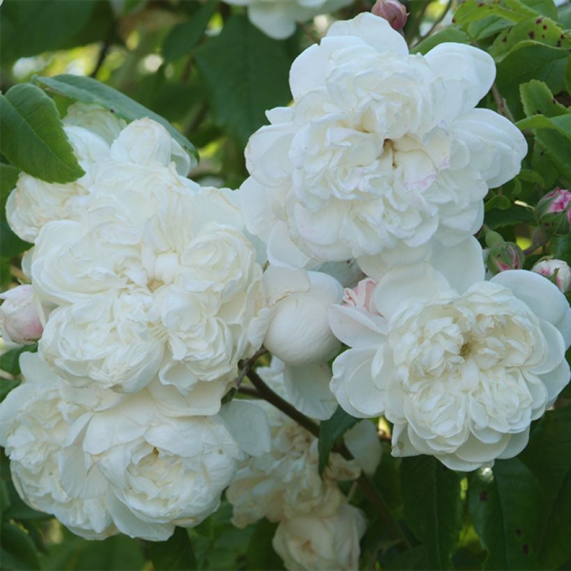 Rosier grimpant Aimée Vibert (Floraison)