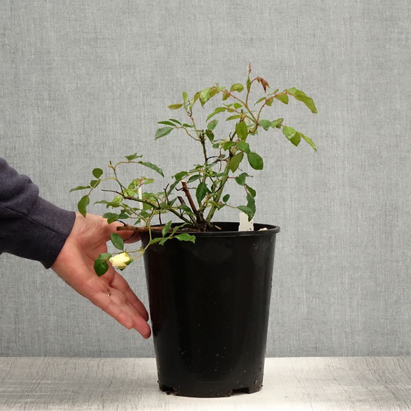 Spécimen de Rosier grimpant Aimée Vibert Pot de 4L/5L tel que livré en été