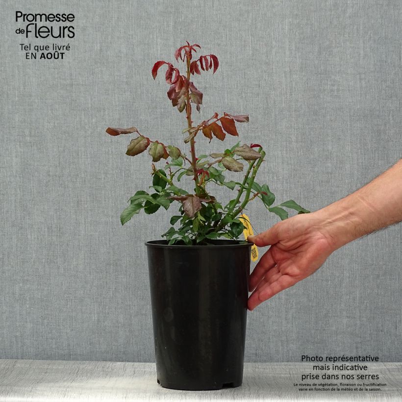 Spécimen de Rosier grimpant Alaska  Pot de 4L/5L tel que livré en été