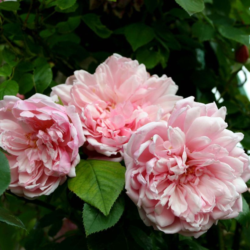 Rosier grimpant Albertine (Floraison)