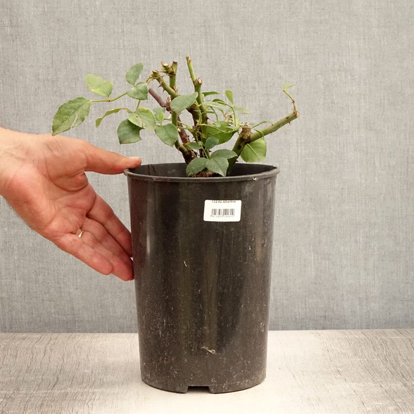 Spécimen de Rosier grimpant Albertine Pot de 4L/5L tel que livré en été