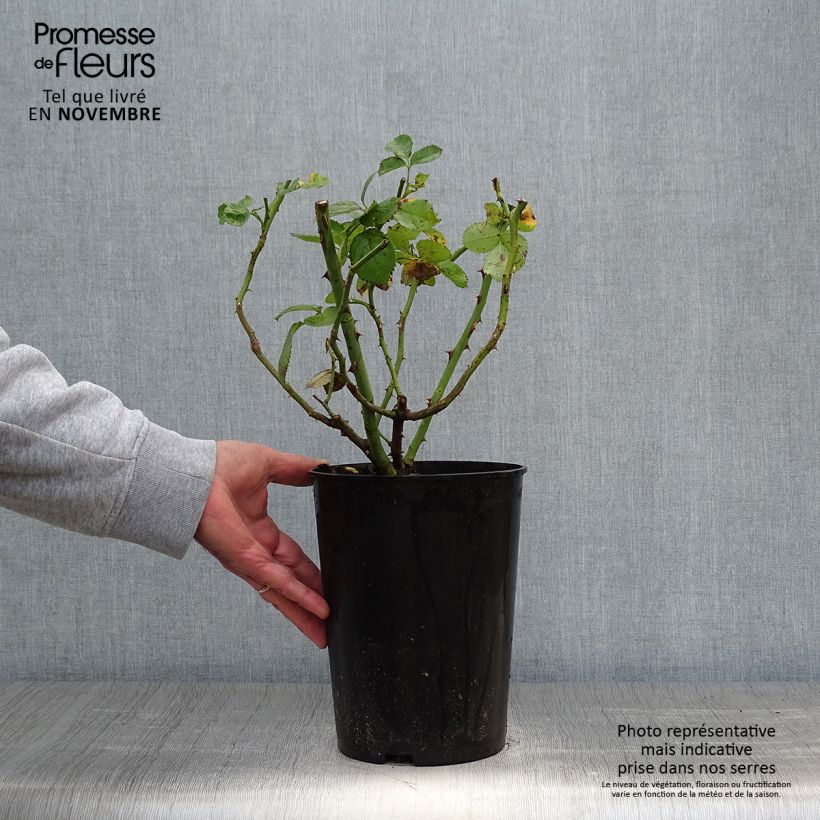 Spécimen de Rosier grimpant Alchymist Pot de 4L/5L tel que livré en automne