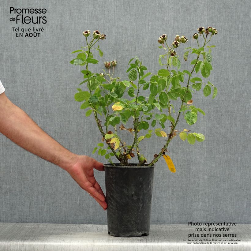 Spécimen de Rosier grimpant Aloha ancien Pot de 4L/5L tel que livré en été