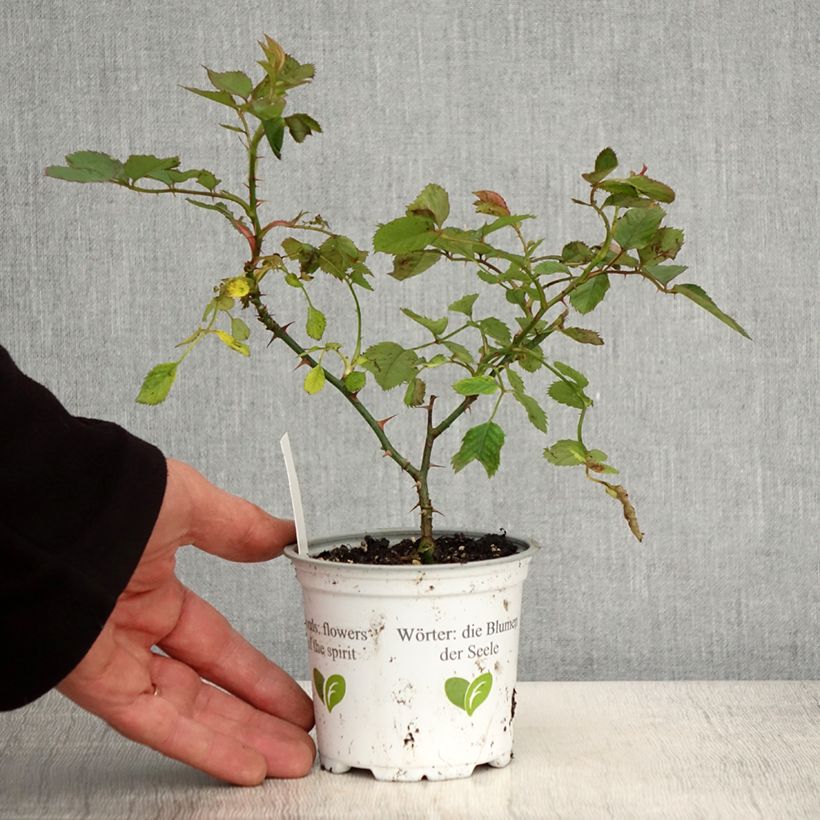 Spécimen de Rosier grimpant Aloha de Kordes KORwesrug - Pot de 10 cm/11cm tel que livré au printemps