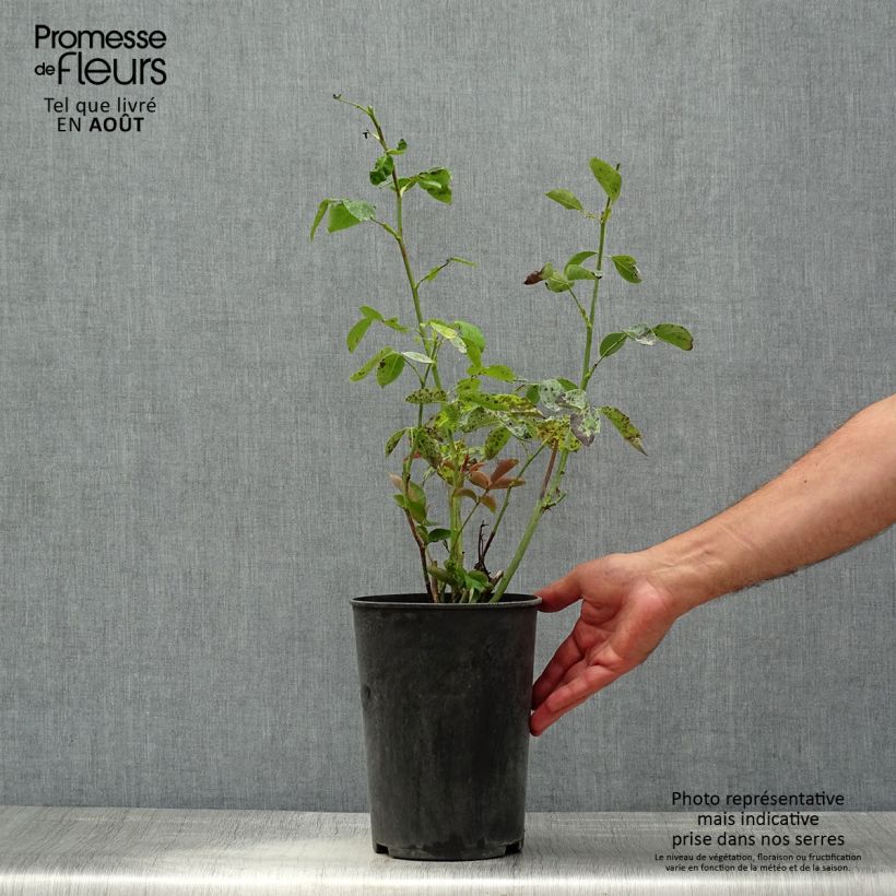 Spécimen de Rosier grimpant Aloha de Kordes KORwesrug Pot de 4L/5L tel que livré en été
