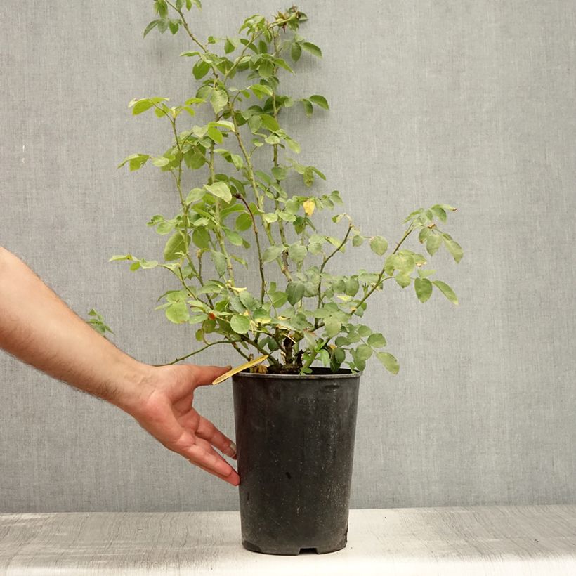 Spécimen de Rosier grimpant Amadeus Pot de 4L/5L tel que livré en été