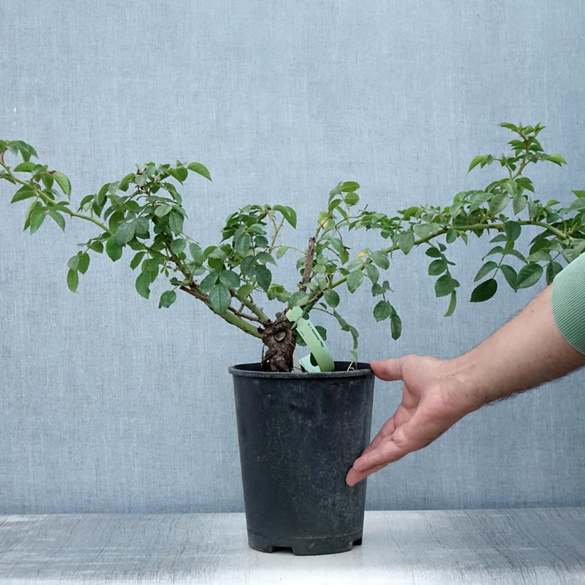 Spécimen de Rosier grimpant American Pillar Pot de 4L/5L tel que livré en été