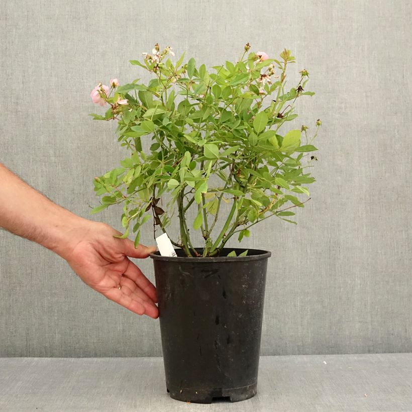 Spécimen de Rosier grimpant anglais Little Rambler Pot de 4L/5L tel que livré en été