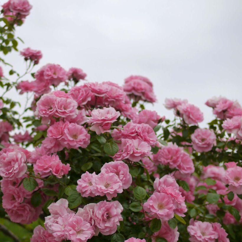 Rosier grimpant Bantry Bay (Floraison)