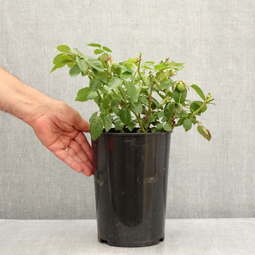 Spécimen de Rosier grimpant Bantry Bay Pot de 4L/5L tel que livré en été