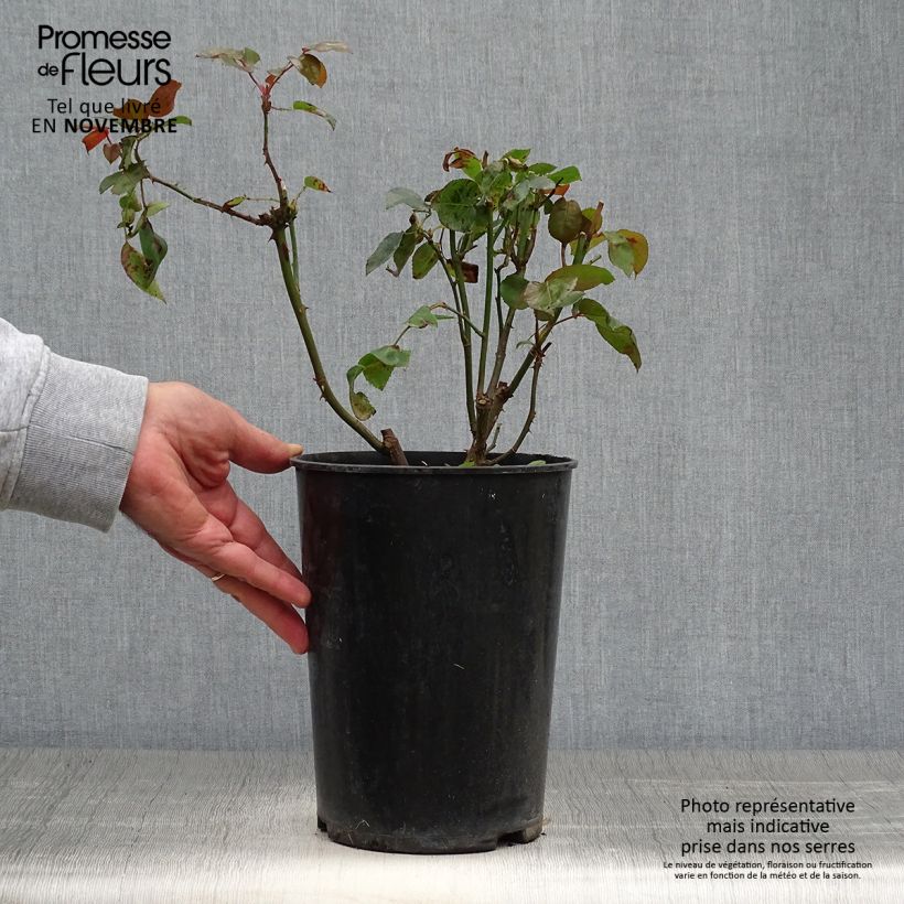 Spécimen de Rosier grimpant Belle de Londres (Compassion) Pot de 4L/5L tel que livré en automne