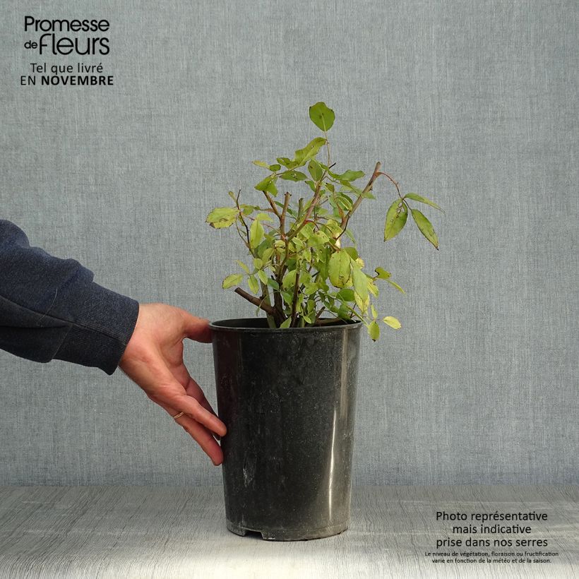 Spécimen de Rosier grimpant Cécile Brunner Clg Pot de 4L/5L tel que livré en automne