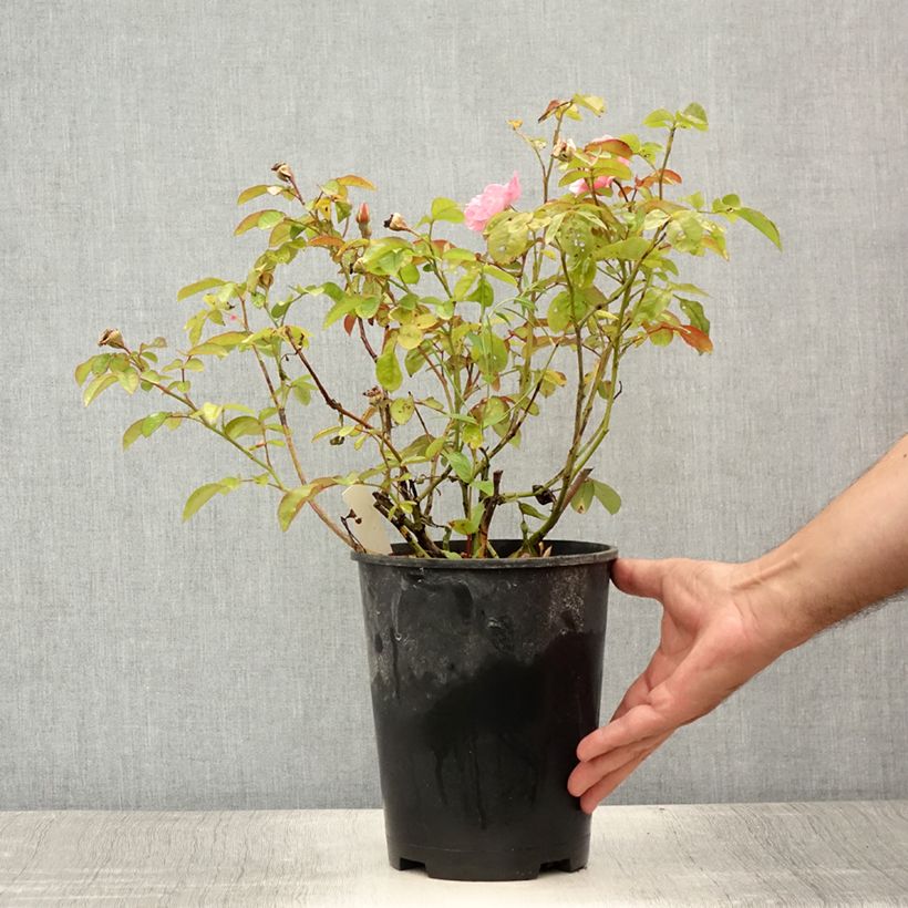 Spécimen de Rosier grimpant Clair Matin Pot de 4L/5L tel que livré en été