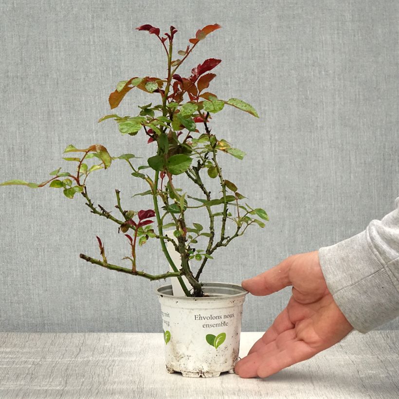 Spécimen de Rosier grimpant Cocktail - Pot de 10 cm/11cm tel que livré au printemps