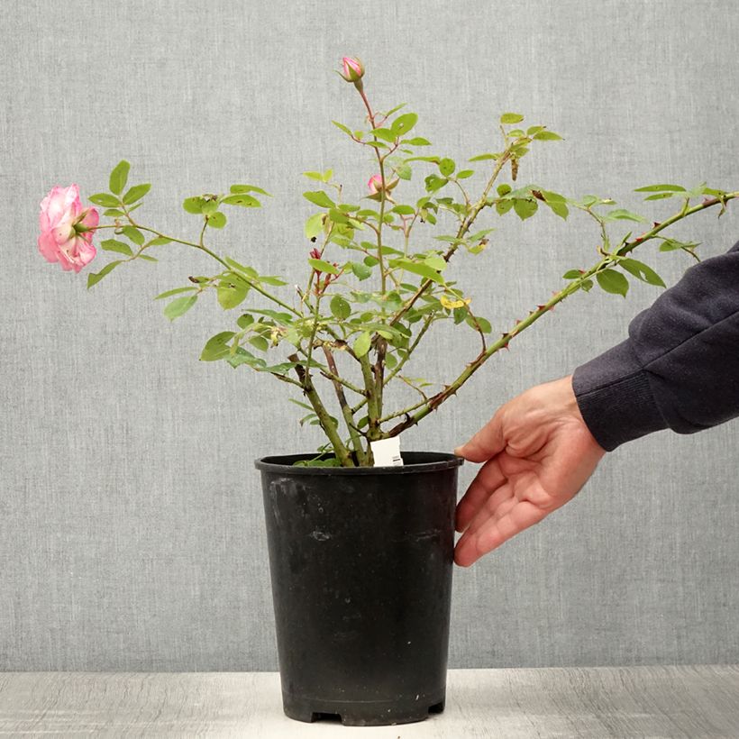 Spécimen de Rosier grimpant Coral Dawn Pot de 4L/5L tel que livré en été