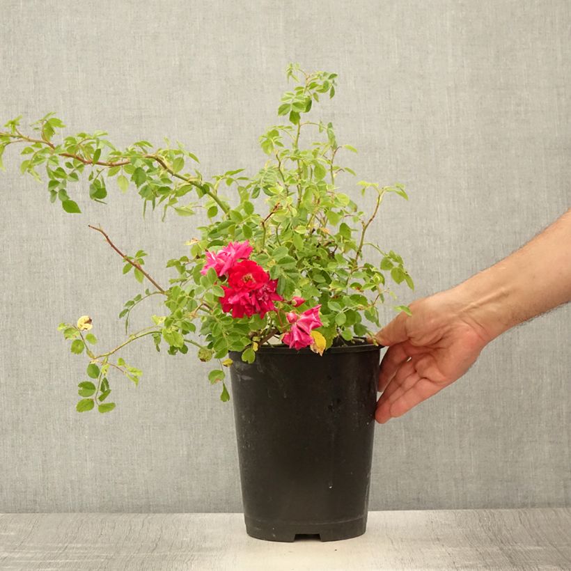Spécimen de Rosier grimpant Crimson Shower Pot de 3L/4L tel que livré en été