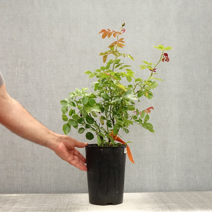 Spécimen de Rosier grimpant Cyclamen Pierre de Ronsard Pot de 4L/5L tel que livré en été