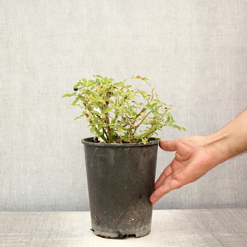 Spécimen de Rosier grimpant Excelsa Pot de 4L/5L tel que livré en été