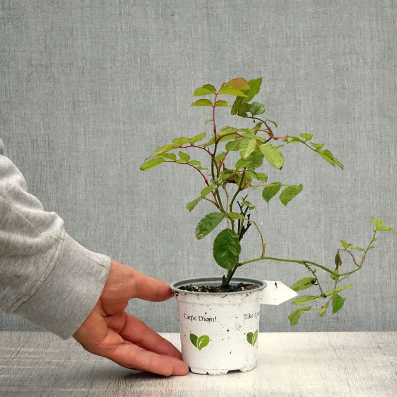 Spécimen de Rosier grimpant Florentina - Pot de 10 cm/11cm tel que livré au printemps