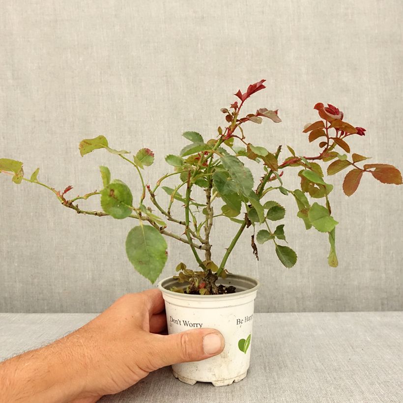 Spécimen de Rosier grimpant Florentina Pot de 10 cm/11cm, Issu de bouture tel que livré en été