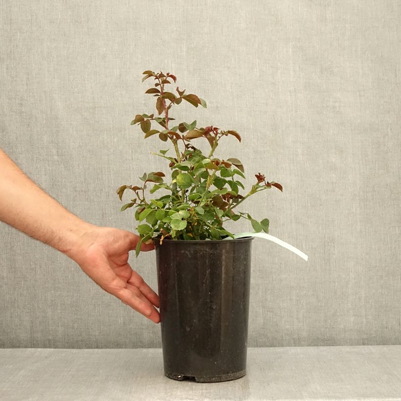 Spécimen de Rosier grimpant Florentina Pot de 4L/5L tel que livré en été
